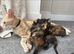 Beautiful Bengal cross kittens