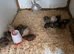 36 young quails for sale