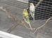 Young budgies 2026 born