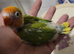 Lovebirds
