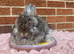 Angora buck available