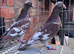 Meulman pair