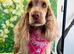 KC Reg, Orange roan Show Cocker Spaniel Girl