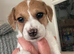 @@HANDSOME BOY JACKAPOO 8 WEEKS@@