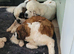 9 wk old jack russell puppy for sale