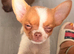 XXS chihuahua little girls very tiny only 1kg