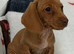 Stunning litter smooth haired mins