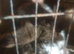 3 Dutch boy / lion heads