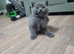 British shorthair kittens blues
