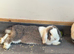 Mini lop 18 months