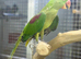 Female Alexenderian parrot