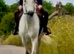 Irish Draft x Connemara Gelding