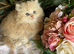 British long and shorthair kittens