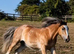 2 year old filly