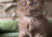 Stunning British shorthair - last two !