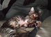 Mila bengal cross