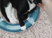 Kitten for sale