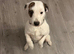 parson terrier for stud.