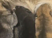Tamaskan Puppies *health tested parents*