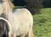 Appaloosa cross cob gelding