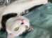 Short haired cat