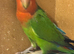 Male lovebird