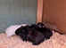 Baby guinea pigs