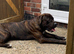 Presa Canario Male Available for Stud