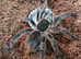 Phormictopus sp. Sierra Maestra - Cuban Giant Tarantula