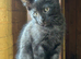 Black Smoke Kitten- ready to leave now