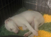 saluki collie gray