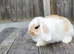 Mini Lop bunnies Pure Breed( Updated 03/07/2026)