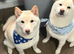 Shiba inu