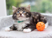 Tabby Kittens Ready Soon
