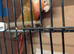 Beautiful Breeding pair of pineapple Conures