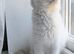 RTG!Champ,TICA, pedigree ragdoll kitten