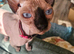 Sphynx female