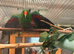 Male Eclectus Parrot – 8 Years Old