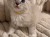 Beautiful Ragdoll kittens