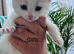 Adorable kittens looking for new homes