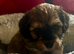 5 Adorable Cavachon puppies need loving homes