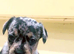 Beautiful puppies available