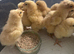 Buff Orpington (Large Fowl) unsexed chicks