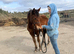 Yearling Irish Sports Horse filly to make 16hh minimum