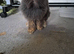 Pure lionhead