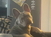 Male French bulldog