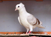 Quality Pigeons for Sale ️