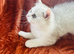 Stunning Male Kitten