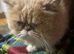 Oggy Persian cat
