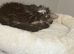 Ragdoll cross kitten